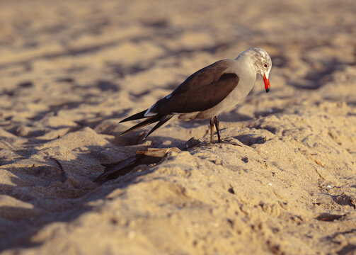 A captivating image of a seagull scavenging on the sandy shoreline at twilight, embodying the essence of coastal living and the intricate beauty of wildlife in nature.