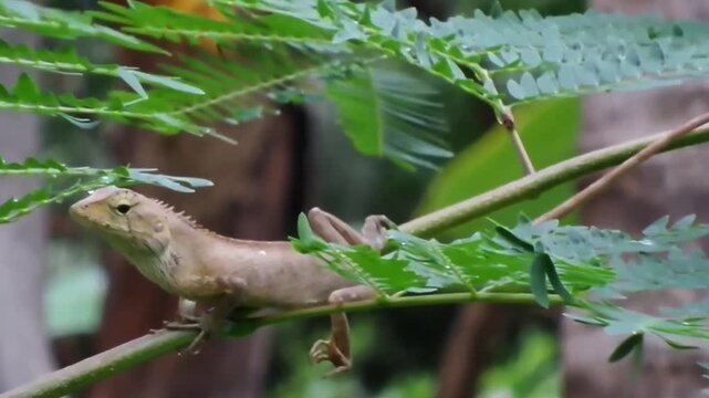 Brown changeable lizard (Calotes versicolor) resting on a branch and opening its mouth wide to yawn showing animal behavior.
