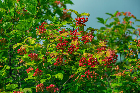 Bright clusters of ripe red viburnum berries against a backdrop of lush green foliage on a sunny summer day.