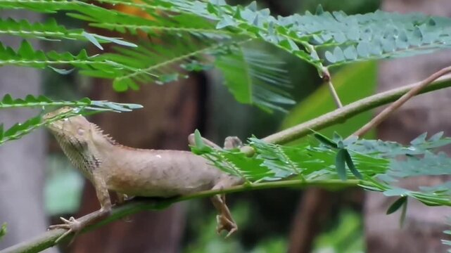 Brown changeable lizard (Calotes versicolor) crawling on a leafy green branch showing detailed skin texture.