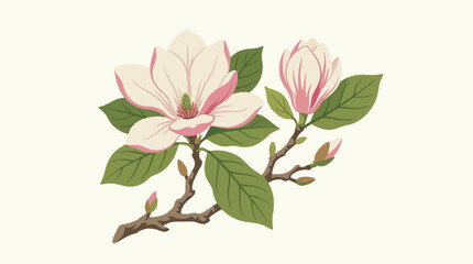 Fototapeta premium Elegant Magnolia Blossoms Adorning a Graceful Branch with Tender Green Leaves, Presented in a Beautifully Detailed Botanical Illustration