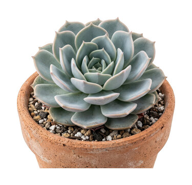 Vibrant echeveria png Potted succulent png Decorative echeveria cutout Natural succulent png isolated transparent background image