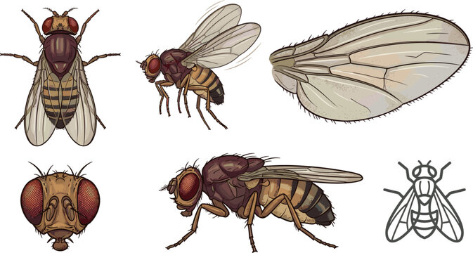 Fruit Fly Drosophila Melanogaster Vector Design Set Featuring Top Side Views Macro Head Wing Structure and Simple Outline Icon Elements