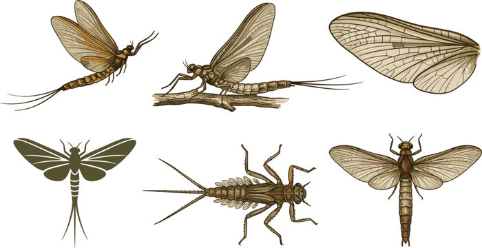 Mayfly Insect Ephemeroptera Vector Collection Set Featuring Detailed Wings Nymphs Flying Profiles Silhouette and Biological Anatomy Elements for Nature and Fly Fishing Designs