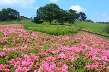 太陽の村のサツキの花（宮城県柴田町） © Tanji
