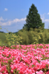 太陽の村のサツキの花（宮城県柴田町） © Tanji