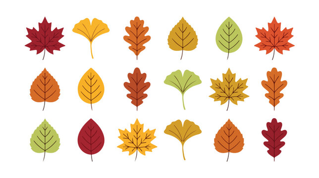 Autumn leaves vector collection, vibrant fall foliage, diverse seasonal leaf shapes, natural botanical elements for design projects, 20 flat graphic illustrations