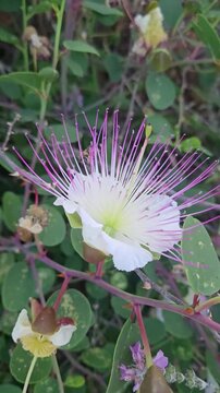 Flinders rose, Capparis spinosa flower, mediterranean plant with long stamens and bees
