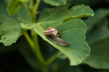 Close Up of Snail in Natural Habitat © Ирина Санжаровская