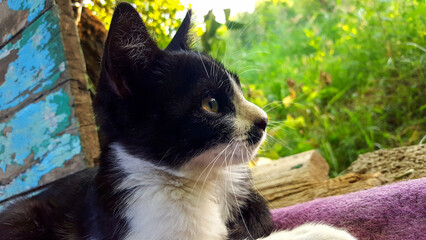 Profile portrait of a black and white tuxedo cat looking up outdoors © VEVELOX