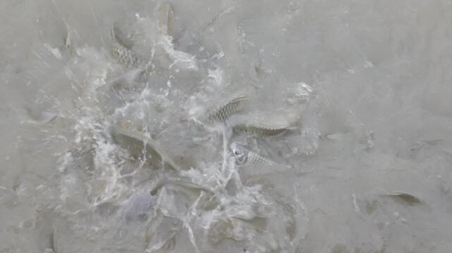 Large numbers of fish are being raised on livestock farms and are crowding around to eat the food.