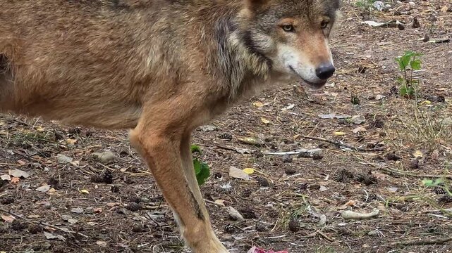 Gray Wolf Eating a Bird Close Up