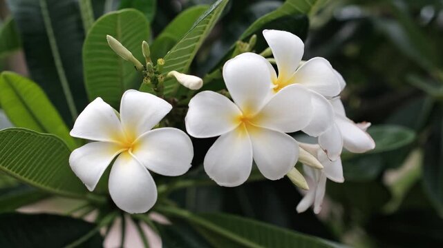 A detailed shot shows vibrant tropical blossoms with yellow centers growing in a cluster amidst rich foliage on a bright daytime sky background