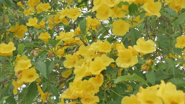A beautiful cluster of yellow flowers is currently being pollinated by numerous bees.
