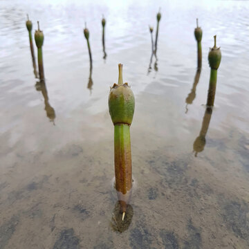 Close up shot of mangrove propagules sprouting in shallow coastal mud water