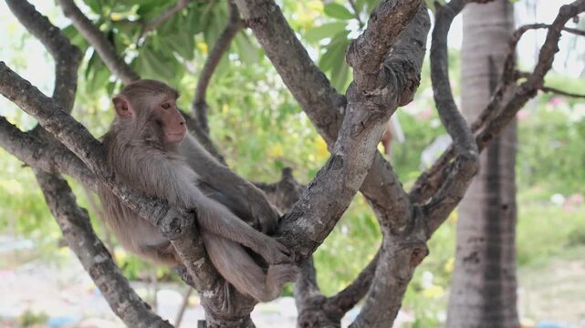A single primate relaxes outdoors while nestled safely within the thick limbs of a leafy plant on a bright day