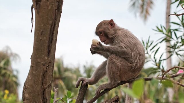 A single primate rests high up on a thick wooden limb while holding and chewing fruit amidst green leaves and pink flowers under a cloudy sky