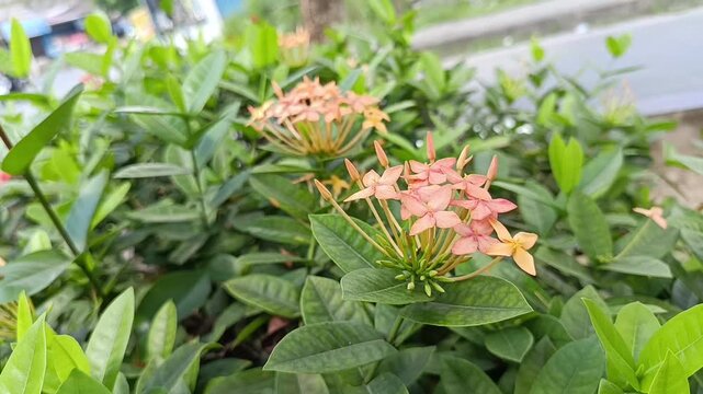Peach Ixora Flowers Blooming in Tropical Garden