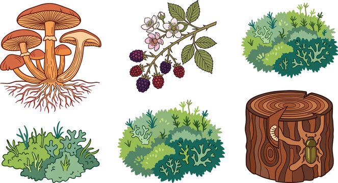 Forest Floor Ecosystem Vector Set Featuring Wild Mushrooms Blackberries Moss Lichen and Tree Stump