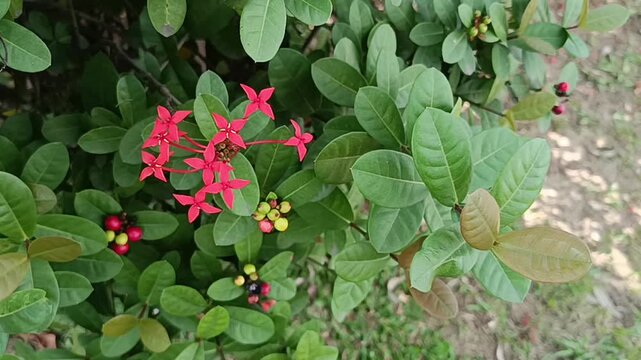 Red Ixora Flower with Broad Green Leaves in Tropical Garden