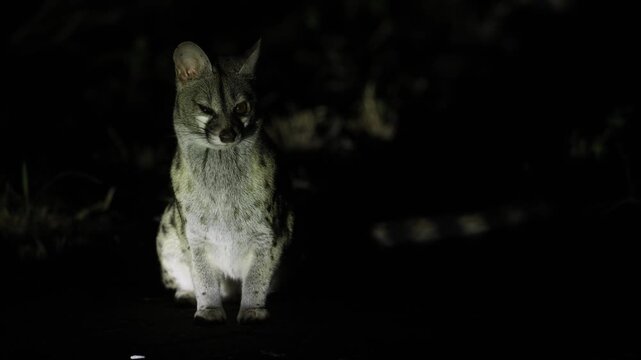 A genet sits quietly in the spotlight during a night safari, its ears constantly twitching as it listens for sounds in the surrounding darkness. Filmed in Kruger National Park, South Africa