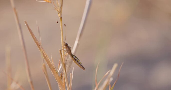 Antlion clinging to dried winter grass; slow motion wide tracking sunrise sequence