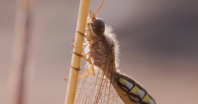 Closeup Antlion climbing a grass straw; slow motion sunrise macro tracking sequence backlit
