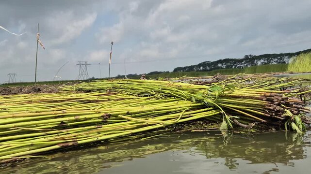 Large Stack Of Raw Jute Bundles Floating In Wetland For Traditional Retting