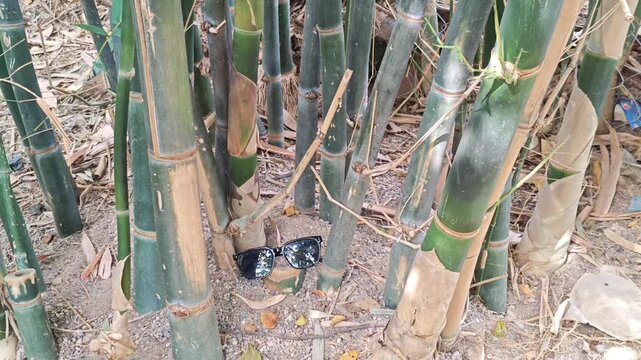 Black Sunglasses Placed on Ground Under Green Bamboo Stalks
