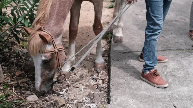 A partial view of a man leading a domestic equine with a halter as it lowers its head to forage on a dirt patch next to a sidewalk
