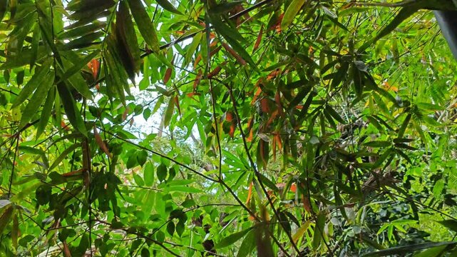 Camera Filming From Below Through Dense Green Bamboo Leaves