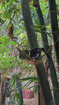 Black Sunglasses Resting on Small Green Bamboo Branch