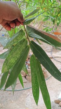 Hand Gently Holding a Bundle of Green Bamboo Leaves