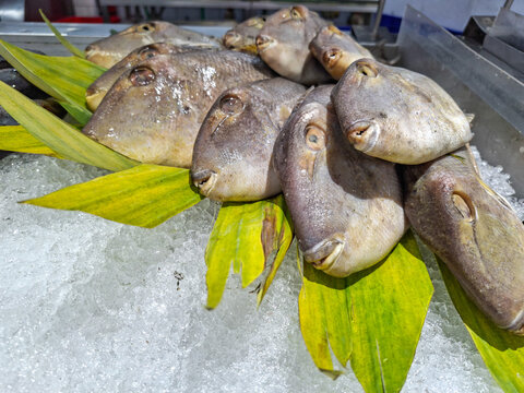 Fresh raw triggerfish leatherjacket on crushed ice display with green leaves. Seafood supermarket market counter for culinary design copy space template.