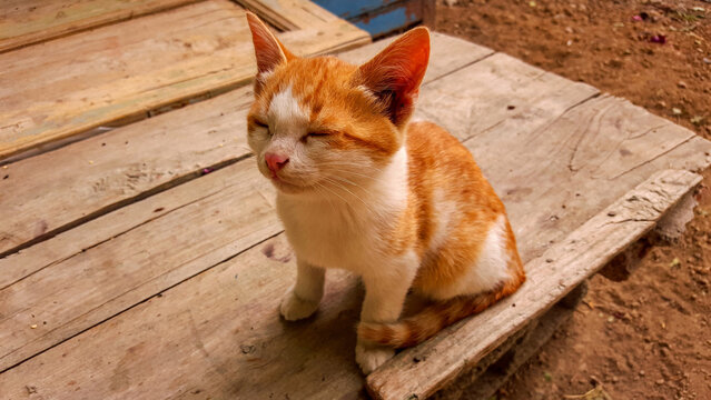 Orange and white kitten resting with eyes closed on a wooden table
