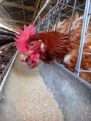 free range chicken © Rahmat Abdullah