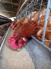 chicken on the farm © Rahmat Abdullah