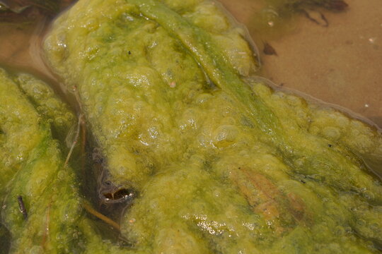 Close-up Macro Texture of Bright Green Algae Clump Floating in Murky Shallow Water with Bubbles and Organic Debris on Sandy Bottom