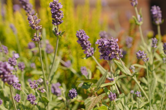 Blooming Purple Lavender Flowers Macro close-up with Soft Green Yellow Foliage Bokeh Background Natural Daylight