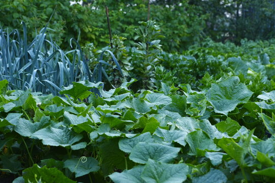 Vibrant Green Leeks and Lush Foliage in a Sunlit Garden Showcasing Healthy Organic Growth and Bountiful Harvest Potential