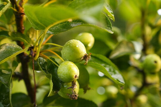 Three Unripe Green Apples on Wet Branch with Leaves Natural Dew Droplets Close Up