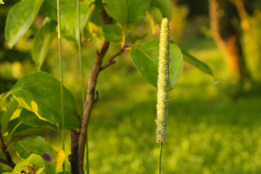 Green Plantain Seed Head Standing Tall in Sunlit Garden with Bokeh Background Nature Plant Growth Botanical Detail
