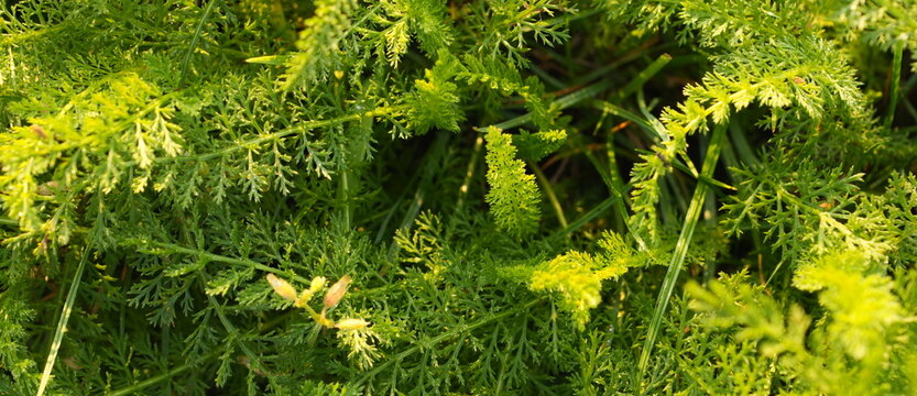 Lush Green fern-like Foliage with Dappled Sunlight Creating a Natural Organic Textured Background