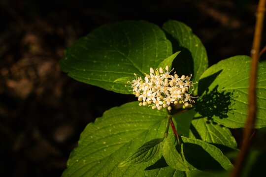 Macro Shot of Tiny White Flowers Blooming on Green Plant with Textured Leaves in Dappled Sunlight