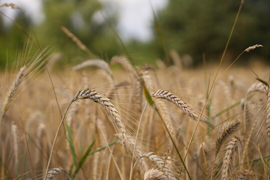 Golden Wheat Field Stalks Close Up Blurred Green Trees Overcast Sky Agricultural Growth Harvest Concept Nature Background