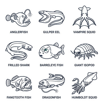 A set of line art illustrations depicting various deep sea creatures, including an anglerfish, gulper eel, vampire squid, frilled shark, barreleye fish, and giant.