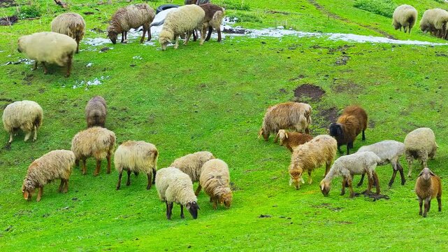 High angle view of a sheep flock grazing on a lush green hillside in Xinjiang.