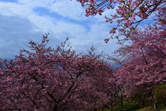 神奈川県 松田町の西平畑公園