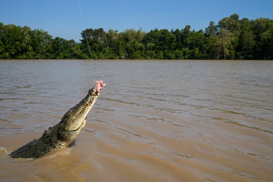 Saltwater crocodile Crocodylus porosus seen from the Adelaide River jumping crocodile cruises on the Adelaide River, in the Northern Territory of Australia