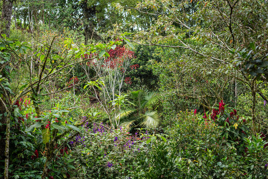 garden in medellin